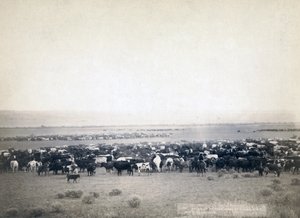 Cowboys pastoreando gado, Dakota do Sul c.1890 (foto a p/b)