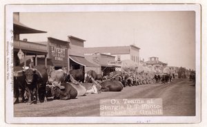 Equipas de bois em Sturgis, D.T., pub.1887 - 1892 (foto) de John C. H. Grabill
