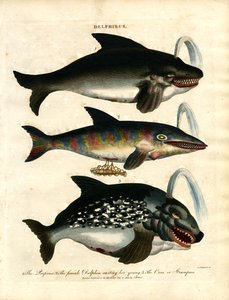 Golfinhos (Delphinus)