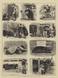 No Smithfield Club Cattle Show