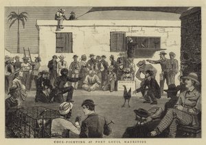 Cock-fighting em Port Louis, Maurício
