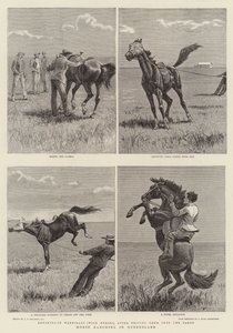 Criação de Cavalos em Queensland