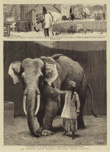 Elefante Birmanês Branco do Sr. Barnum Toung Taloung