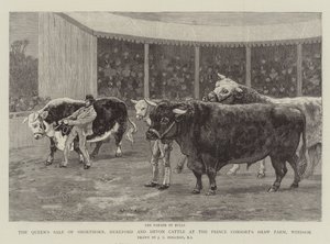 A venda da rainha de Shorthorn, Hereford e Devon Cattle no Shaw Farm do Prince Consort, em Windsor