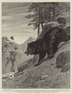 Urso Caça em Cashmere, uma corrida pela vida