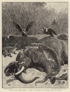 Como estão os poderosos caídos !, uma cena nas margens do rio Limpopo, na África do Sul