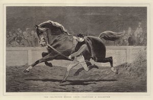 O Islington Horse Show, trote de um Roadster