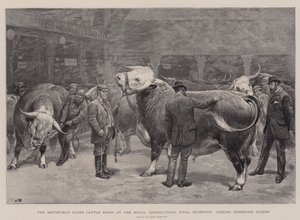 Show de gado do clube de Smithfield no Royal Agricultural Hall, Islington, julgando Hereford bois