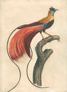 Ave de Paraíso (Paradisea Apoda Raggiana), Sueste da Nova Guiné