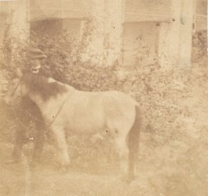 [Homem e Cavalo, Casa do Governo, Allahabad], 1858. de John Constantine Stanley