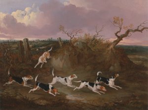 Beagles em Choro Completo