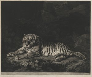 Uma tigresa de John Dixon after George Stubbs