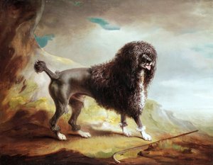 Um Clipped Water Spaniel (óleo sobre tela) de John E. Ferneley