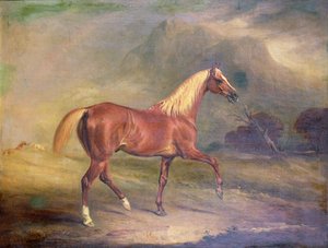 Garanhão Árabe Castanho de John E. Ferneley
