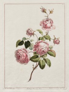 Uma coleção de flores desenhadas segundo a natureza - rosa da província de repolho