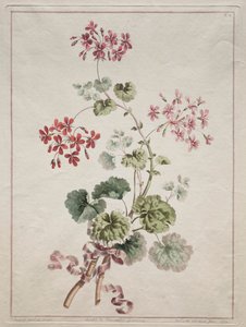 Uma coleção de flores extraídas da natureza: No. 6 - Gerânio escarlate e variegado de John Edwards