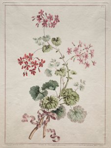 Uma coleção de flores desenhadas da natureza: n ° 6 - gerânio escarlate e variado, 1801. de John Edwards