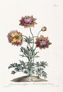 Anêmona de jardim de folhas largas de John Edwards