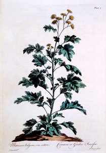Comum ou jardim Feverfew, ilustração de &39;The British Herbalist&39;, março de 1770
