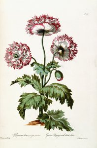 Papoila de jardim com sementes pretas, 1769