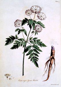 Greater Hemlock [Cicuta major], ilustração de "The British Herbal", de John Edwards, publicada em março de 1770