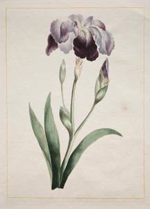Íris Japonesa Grande Íris Azul, 1801.