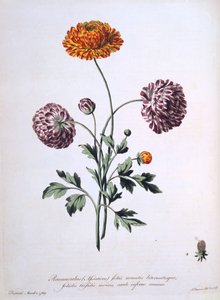Ranunculus, ilustração de &39;The Herbalist britânico&39;, 1769