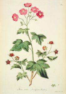 Framboesa: Sweet Canada (pl.45) de `The British Herbal...
