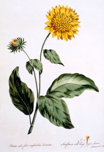 Girassol com grandes folhas irregulares, ilustração de &39;The British Herbalist&39;, publicado em março de 1770