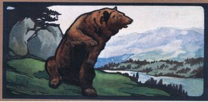 Urso Castanho de John Edwin Noble