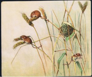 Harvest Mice, ilustração de 