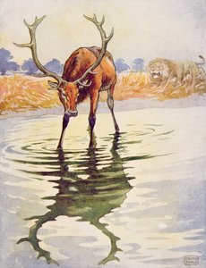 O veado e seu reflexo de 