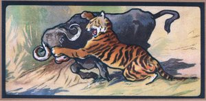 Tigre e Búfalo