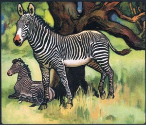 Zebras, ilustração de 