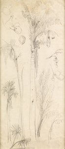 Palmeiras (lápis sobre papel) de John Everett Millais