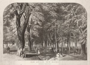 Elm Arcade View of the Green de John Filmer