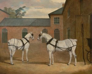 Cavalos de carruagem cinzentos no coachyard em Putteridge Bury, Hertfordshire