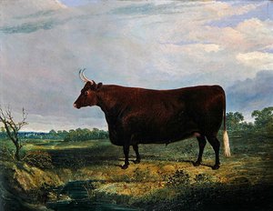 Retrato de um Touro Castanho de John Frederick Herring Senior