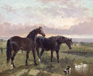 Dois cavalos, pastar, em, pôr do sol