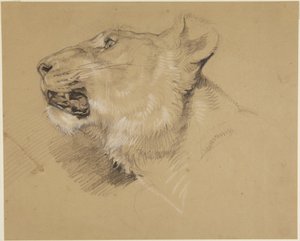 Cabeça de leoa de John Frederick Lewis