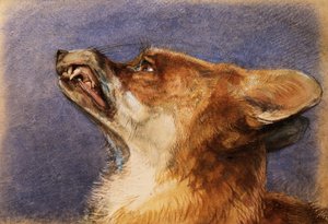 Cabeça de raposa de John Frederick Lewis