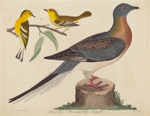 Pombo-passageiro, toutinegra-da-montanha-azul e toutinegra-cicuta de John G. Warnicke after Alexander Wilson