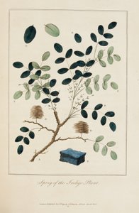 Raminho da planta índigo de John Gabriel Stedman