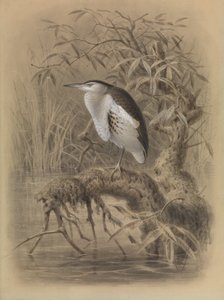 Garça-branca-pequena, Ixobrychus minutus de John Gerrard Keulemans
