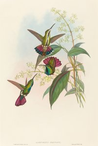 Lampornis prevosti. Os criadores: John Gould, Henry Constantine Richter. de John Gould and Henry Constantine Richter John Gould and Henry Constantine Richter