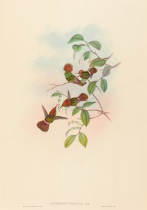 Lophornas reginae Spangled Coquete. Criadores: John Gould, Henry Constantine Richter. de John Gould and Henry Constantine Richter John Gould and Henry Constantine Richter