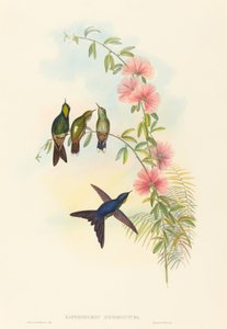 Ramphomicron microrhyncha Thornbill de bico pequeno. Criadores: John Gould, Henry Constantine Richter. de John Gould and Henry Constantine Richter John Gould and Henry Constantine Richter