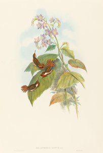 Selashorus scintilla Beija-flor cintilante. Criadores: John Gould, Henry Constantine Richter. de John Gould and Henry Constantine Richter John Gould and Henry Constantine Richter