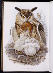 A Great Owl and Chicks, de "The Birds of Europe", publicado 1832-37 de John Gould