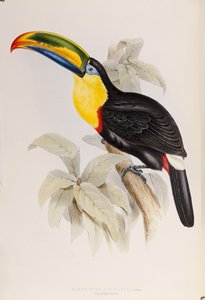 Uma monografia dos Ramphastidae, ou família de tucanos, primeira edição, publicada em 1834 de John Gould